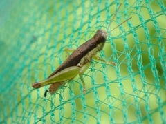 Pseudoxya