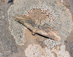 Eupithecia accurata