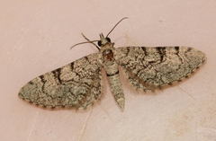 Eupithecia hilariata