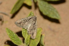 Heterographa thoenyi