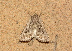 Heterographa zelleri