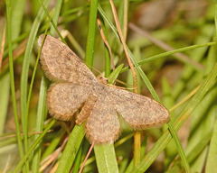 Idaea zoferata