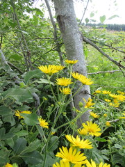 Doronicum austriacum