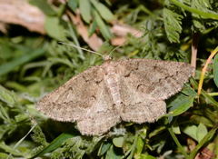 Menophra praestantaria
