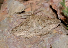 Menophra praestantaria