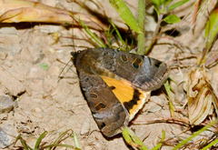 Noctua orbona