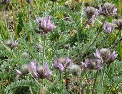 Oxytropis pilosissima