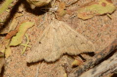 Rhodostrophia vastaria