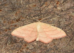 Scopula adulteraria