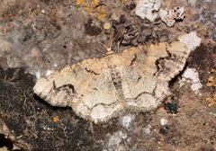 Stegania dalmataria