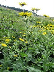 Doronicum austriacum