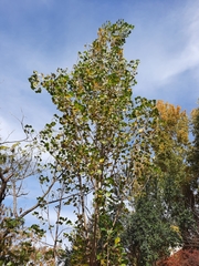 Populus nigra