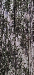 Lagerstroemia microcarpa