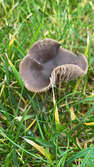 Agaricales