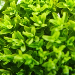 Dialytrichia mucronata