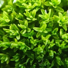 Dialytrichia mucronata