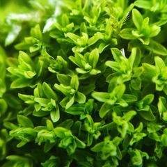 Dialytrichia mucronata