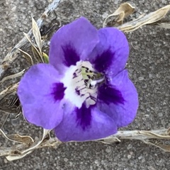 Aptosimum albomarginatum