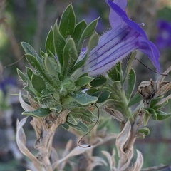 Aptosimum albomarginatum
