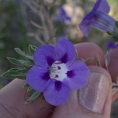Aptosimum albomarginatum