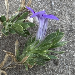 Aptosimum albomarginatum