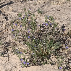 Aptosimum albomarginatum