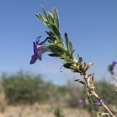 Aptosimum albomarginatum