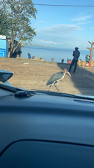 Leptoptilos crumenifer