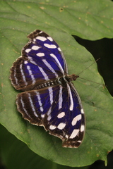 Myscelia cyaniris