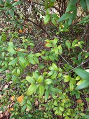 Myrtus communis