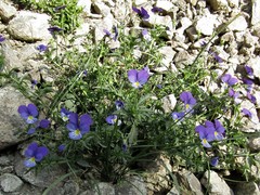 Viola dacica