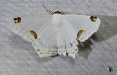 Sericoptera mahometaria