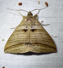 Perasia helvina