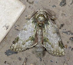 Farigia montana