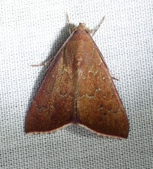 Anomis illita