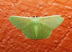 Nemoria remota