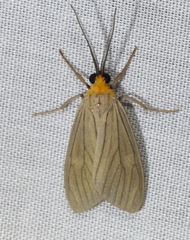 Agaraea boettgeri