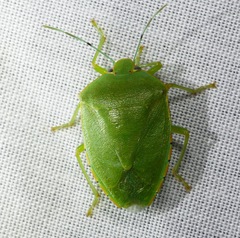 Chinavia marginata
