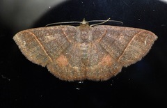Perissopteryx ugaldei
