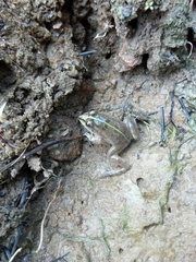 Hoplobatrachus crassus