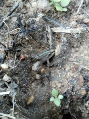 Hoplobatrachus crassus