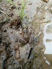Hoplobatrachus crassus