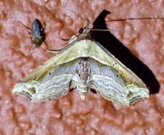 Eugoniella sapota image