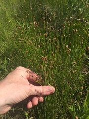 Eleocharis compressa