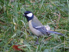 Parus major
