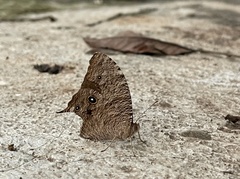 Melanitis leda