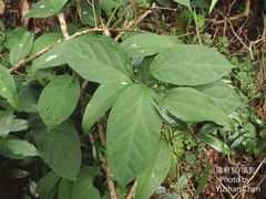 Jasminanthes mucronata