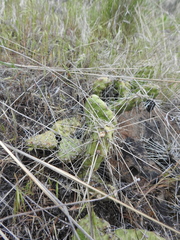 Opuntia × columbiana