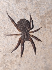 Lycosa grahami