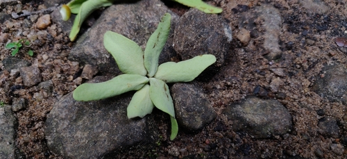 Cyathocalyx zeylanicus
